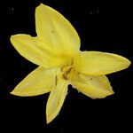 Sternbergia sicula Flower
