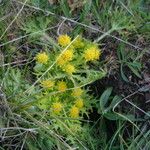 Sanicula arctopoides Hábito
