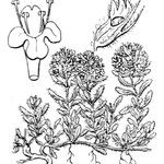 Thymus dolomiticus अन्य