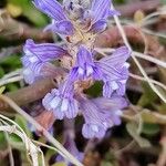 Orobanche nana Кветка