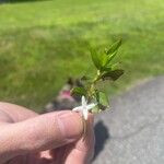 Diodia virginiana Flower