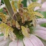 Monarda punctata Квітка