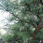 Cedrus libani 葉