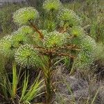 Paepalanthus chiquitensisStaniste