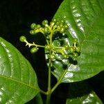 Palicourea acuminata Blad