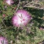 Calliandra brevipes Çiçek