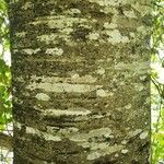 Fagus sylvaticaപുറംതൊലി