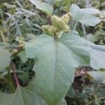 Xanthium orientale Frunză