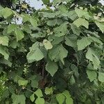 Erythrina variegata Foglia