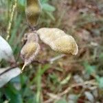 Cerradicola grewiifolia Fruit