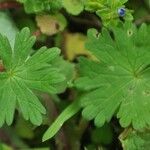 Geranium molle Feuille