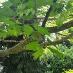 Alangium platanifolium Hoja