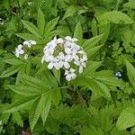 Cardamine heptaphyllaKvet