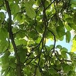 Catalpa bignonioides पत्ता