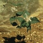 Asclepias quadrifolia Habitus