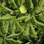 Arisaema flavum Blad