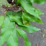 Fraxinus ornus Blatt