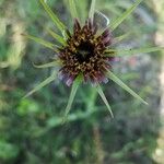 Tragopogon porrifolius Flower