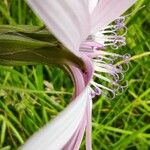 Podospermum purpureum Flor