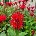 Monarda didyma പുഷ്പം