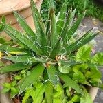 Agave filifera Blad