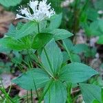 Asperula taurina पत्ता