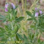 Ononis diffusa Habit