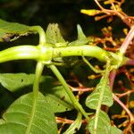Palicourea padifolia Owoc