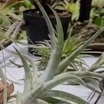 Tillandsia albida Feuille