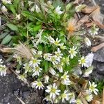 Draba verna Habit