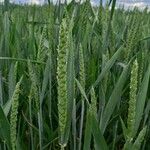 Triticum aestivum Flower