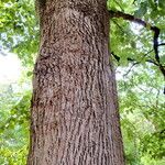 Tilia americana പുറംതൊലി