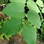 Viburnum lantanoides Leaf