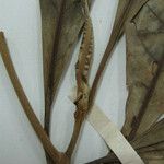 Chimarrhis microcarpa Otro