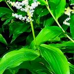 Maianthemum racemosum Floare