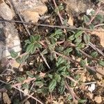 Helianthemum cinereum Leaf