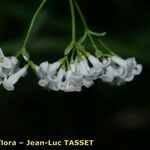 Asperula tinctoria Floare