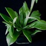 Echeveria platyphylla Hábito