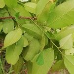 Hymenocardia acida Leaf