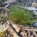 Eleocharis multicaulis Hoja