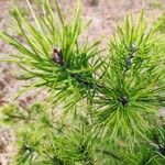 Pinus virginiana Leaf