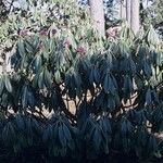 Rhododendron hodgsonii Habit