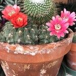 Gymnocalycium baldianum Λουλούδι