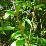 Solanum pancheri Arall