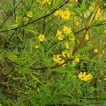 Coreopsis tripteris Folla