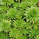 Saxifraga aizoides Levél