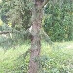 Picea likiangensis Koor