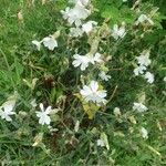 Silene latifoliaFlower