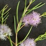Melaleuca alternifolia Yaprak