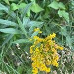 Solidago giganteaÇiçek